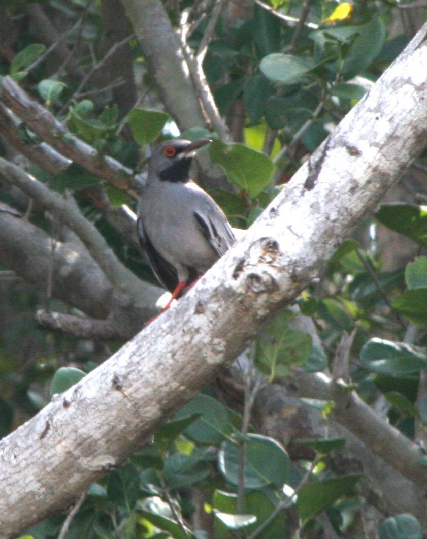 Red-legged Thrush - ML458957321