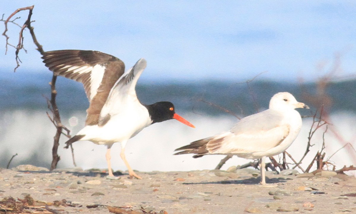 American Oystercatcher - ML458958251