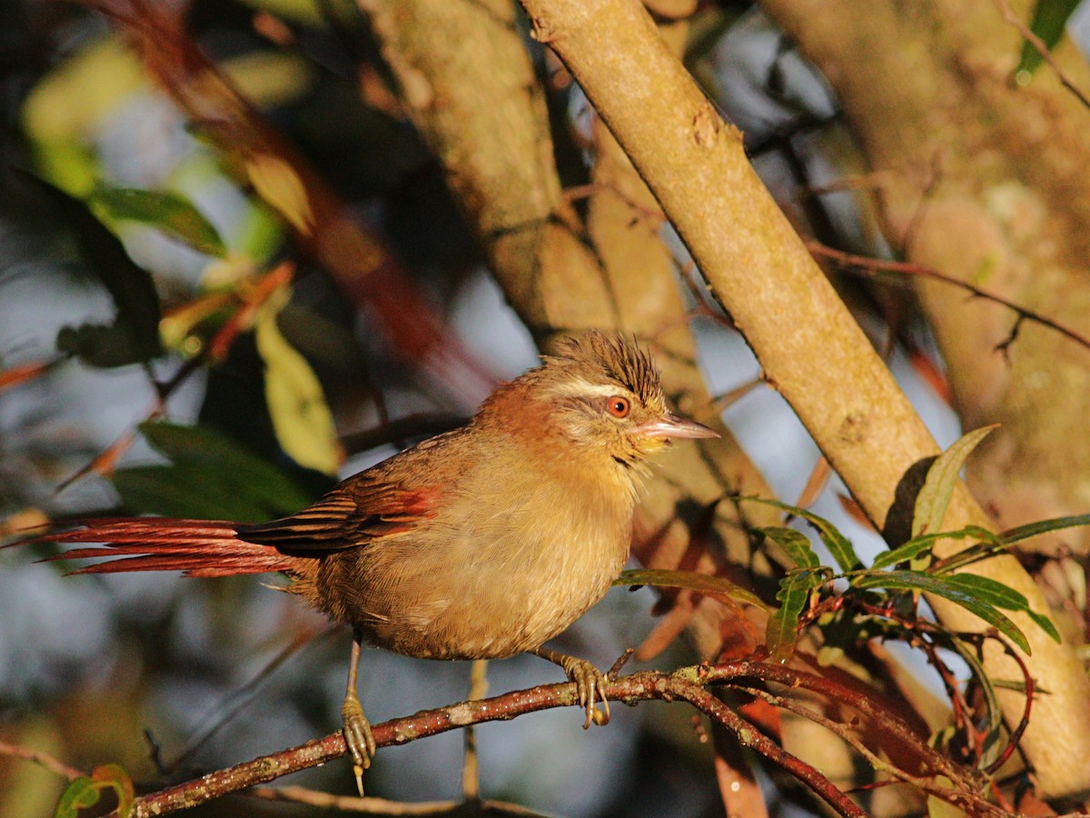Olive Spinetail - ML458959641