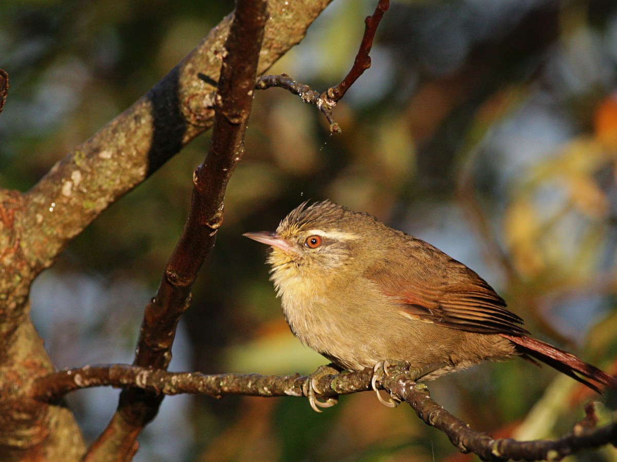 Olive Spinetail - ML458959681