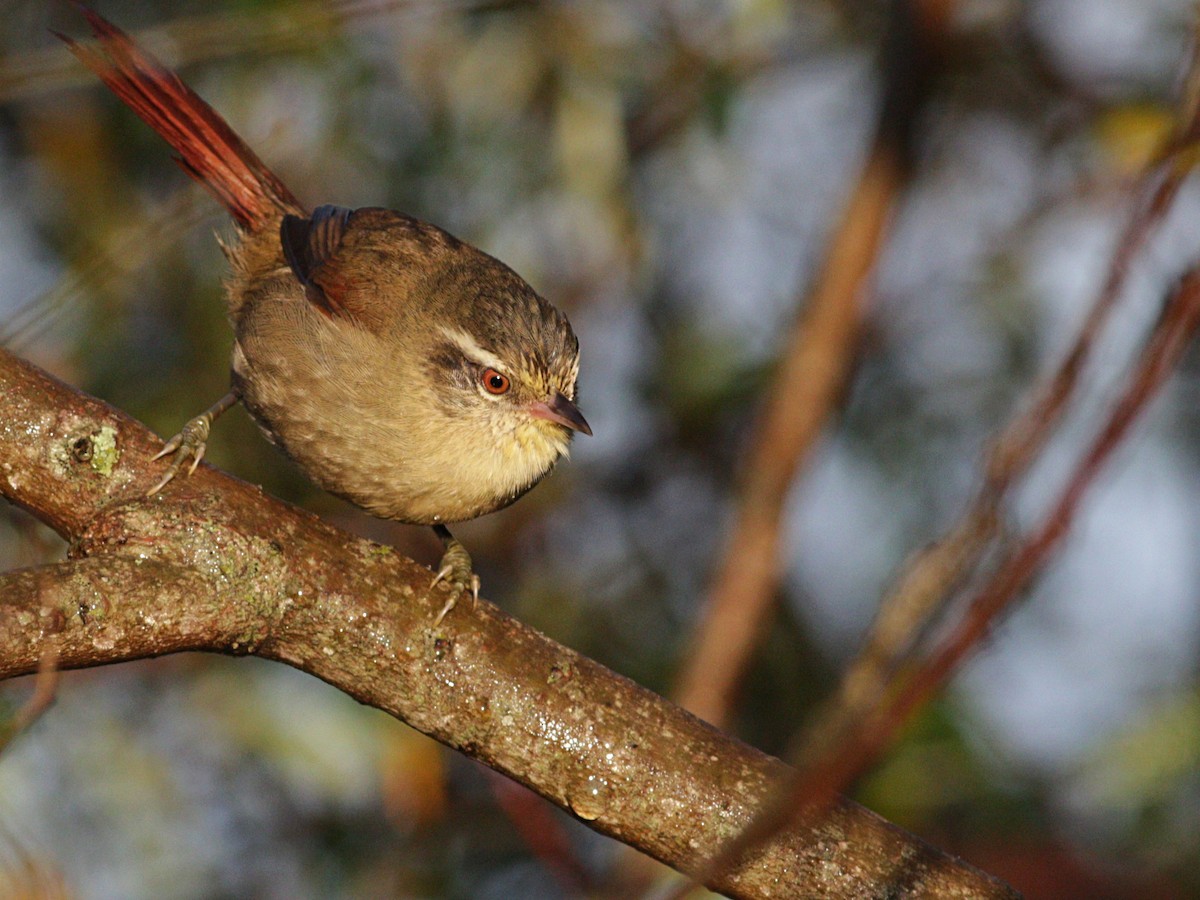 Olive Spinetail - ML458959701
