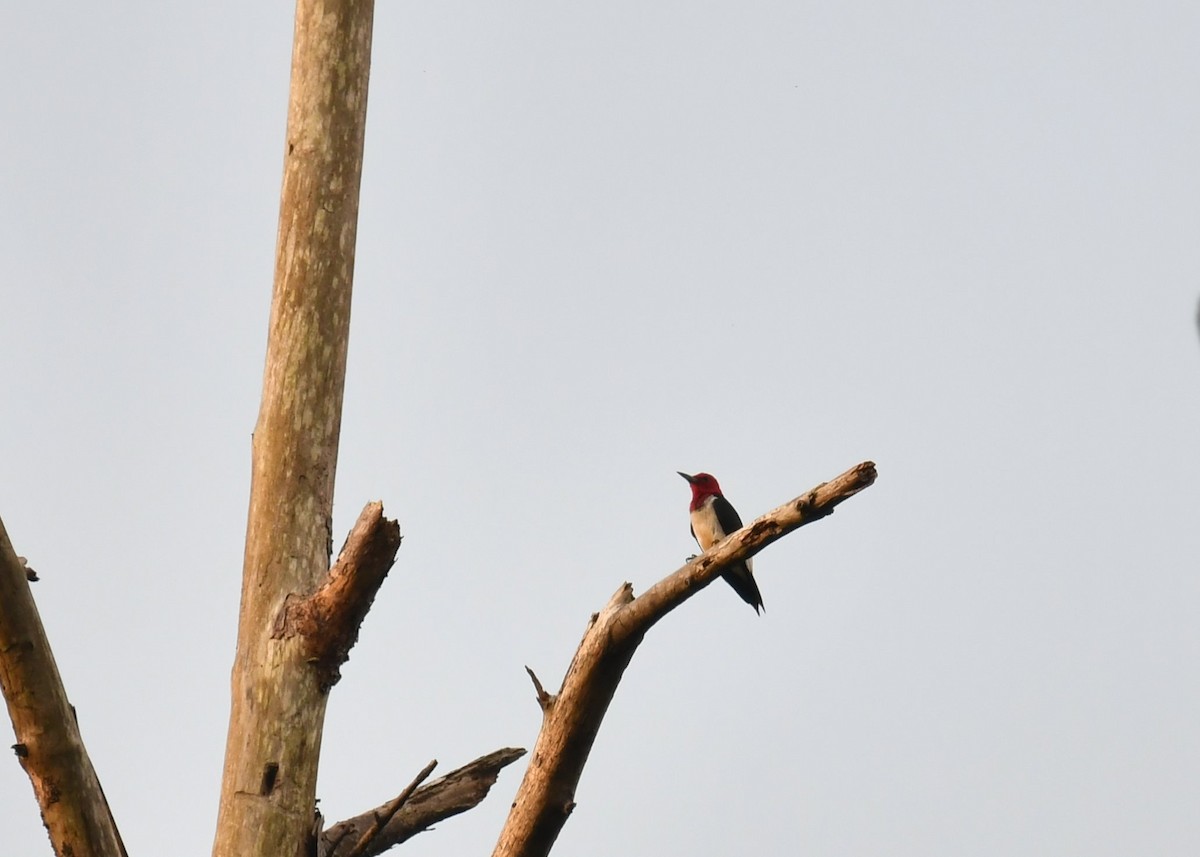 Pic à tête rouge - ML458960771