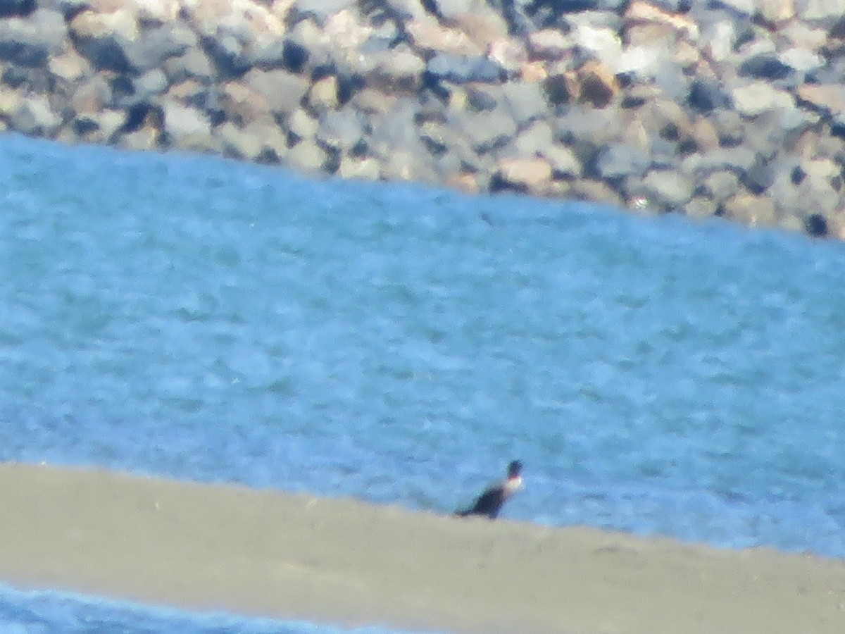 tanımsız Phalacrocoracidae sp. - ML458960941