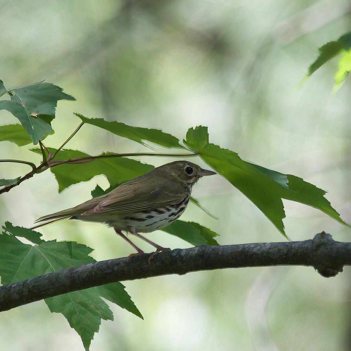 Ovenbird - ML458962551