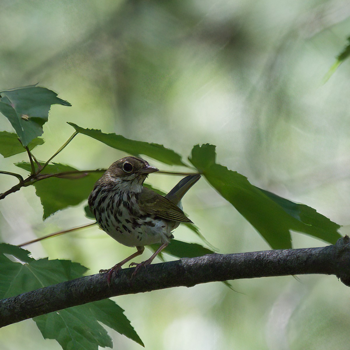 Ovenbird - ML458962561