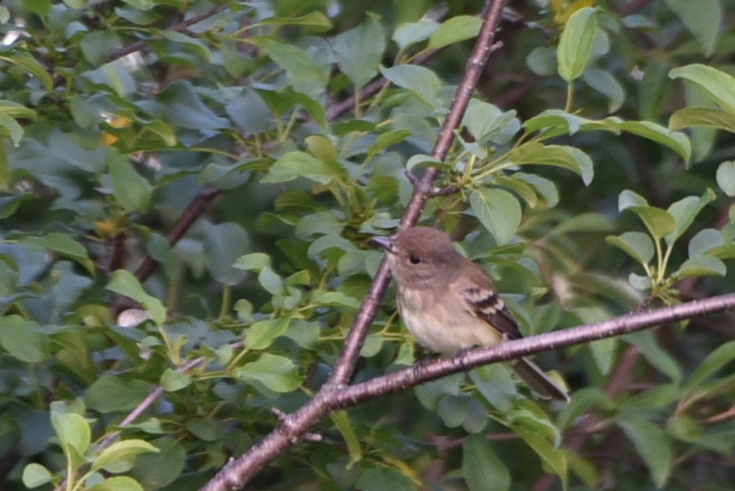 Empidonax sp. - ML458963941