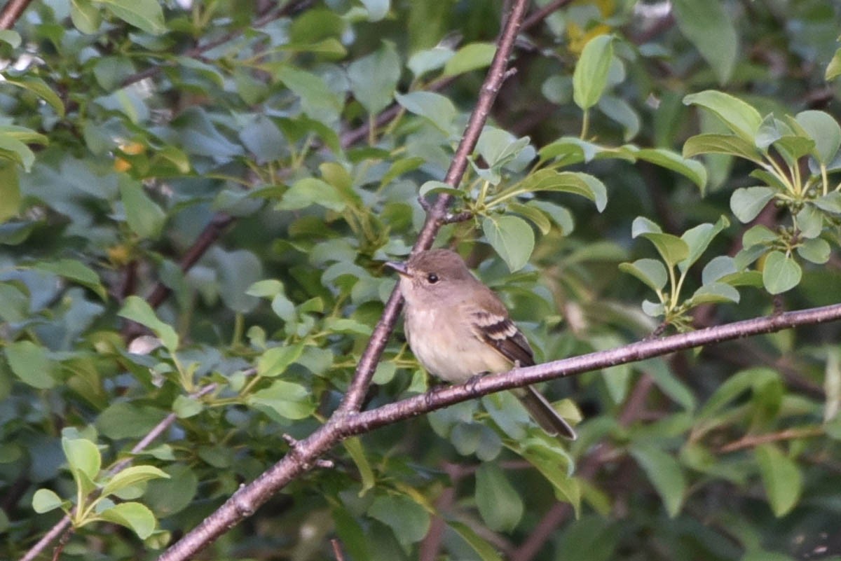 Empidonax sp. - ML458963951