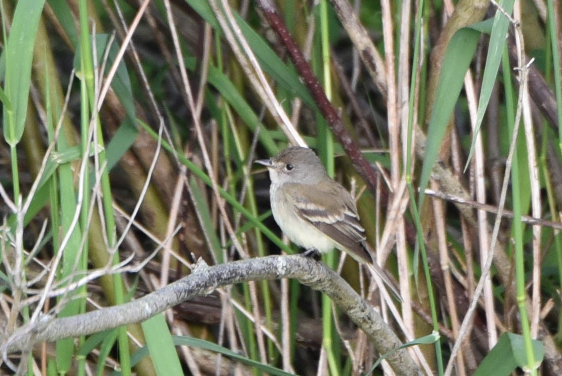 Empidonax sp. - ML458963971