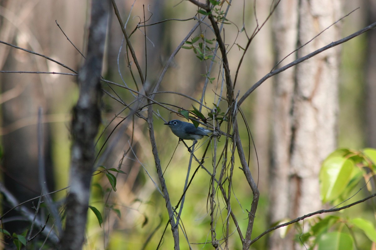 Blue-gray Gnatcatcher - ML458965531