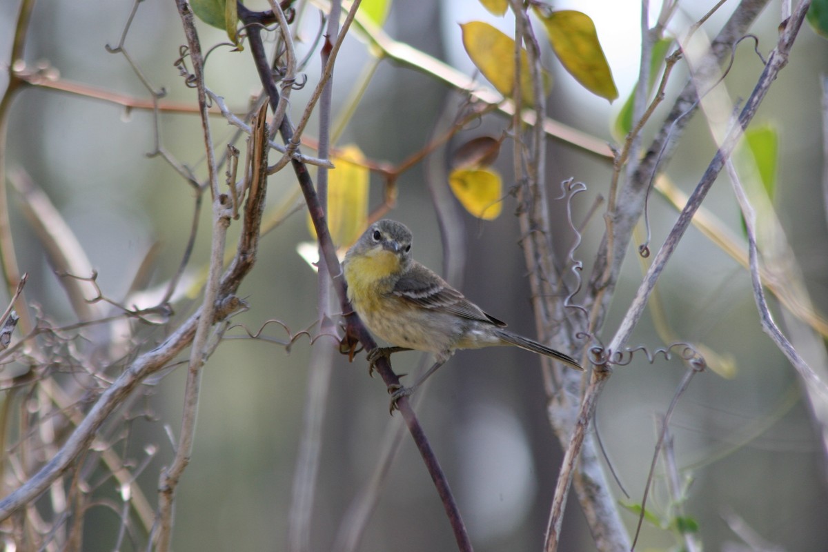 Pine Warbler - ML458965801