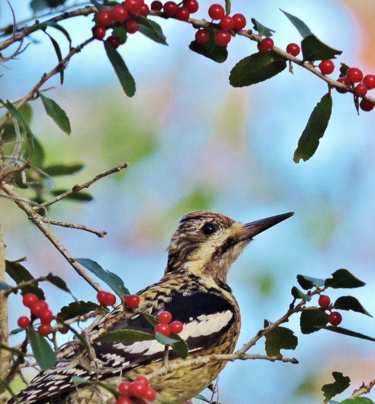 Yellow-bellied Sapsucker - ML45896581