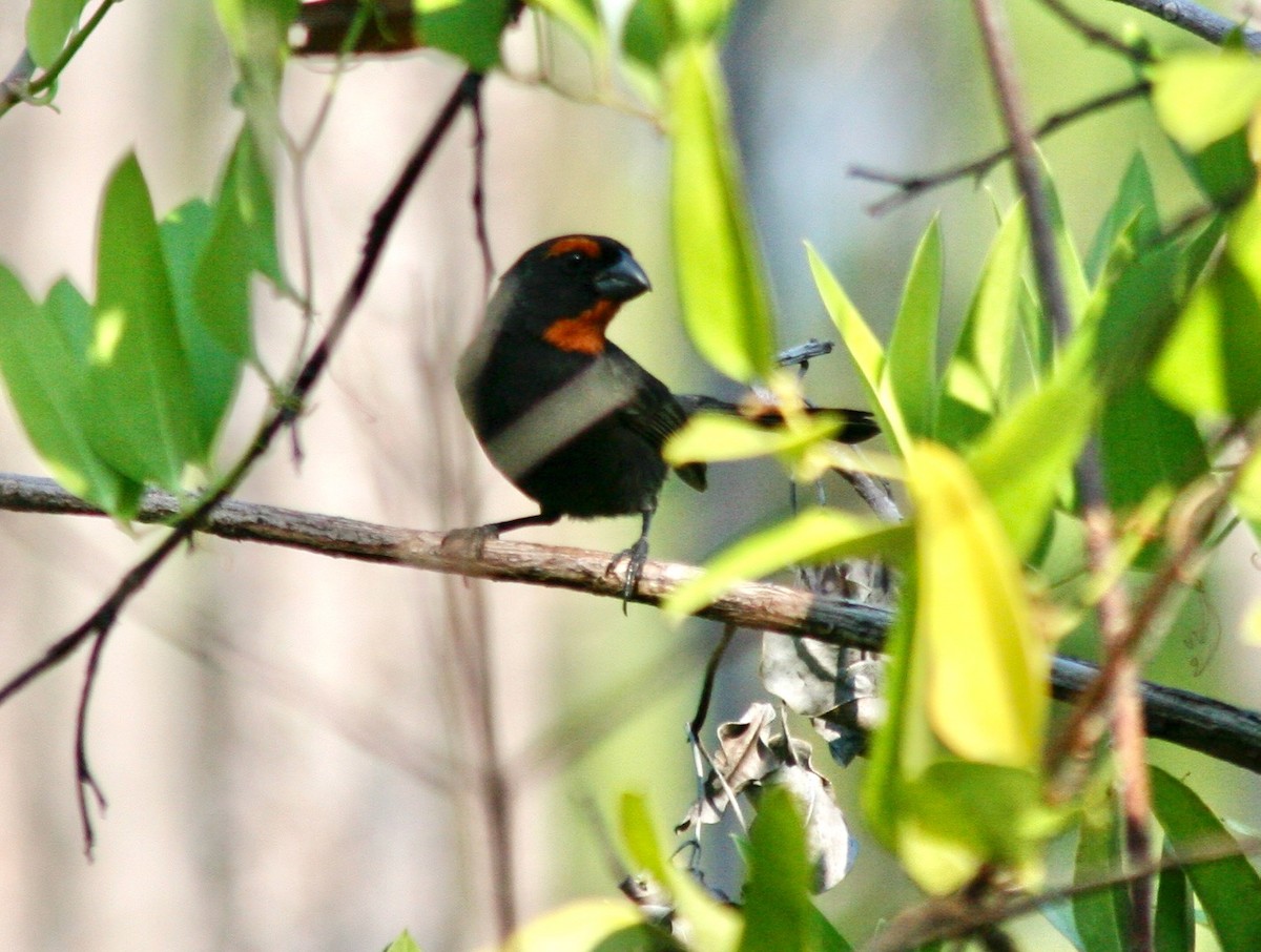 Greater Antillean Bullfinch - R.D. Wallace