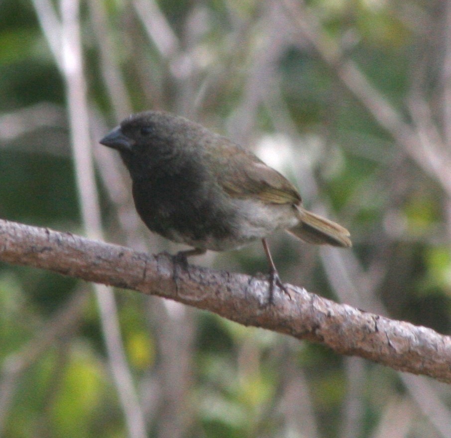 Black-faced Grassquit - ML458965931