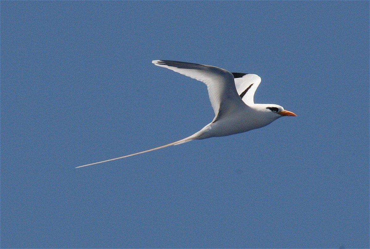 Weißschwanz-Tropikvogel - ML458966711