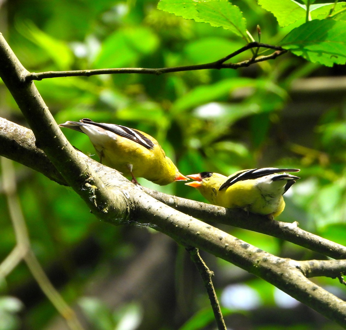 gulstillits - ML458966791