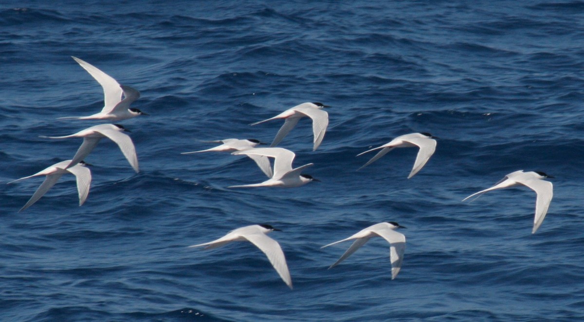 Roseate Tern - R.D. Wallace