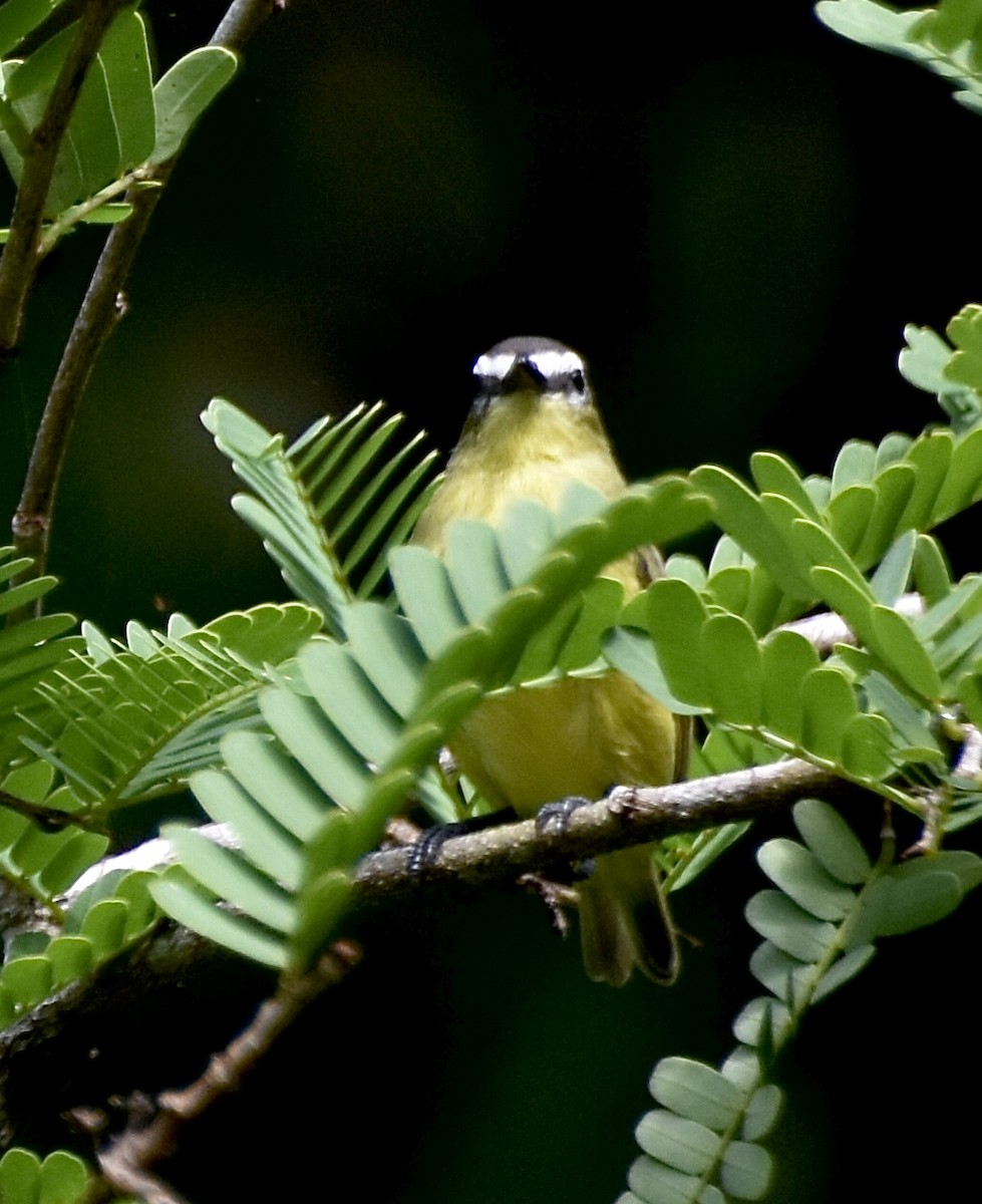 Rusty-margined Flycatcher - ML458969071