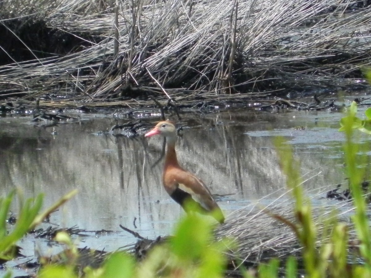 Black-bellied Whistling-Duck - ML458969551