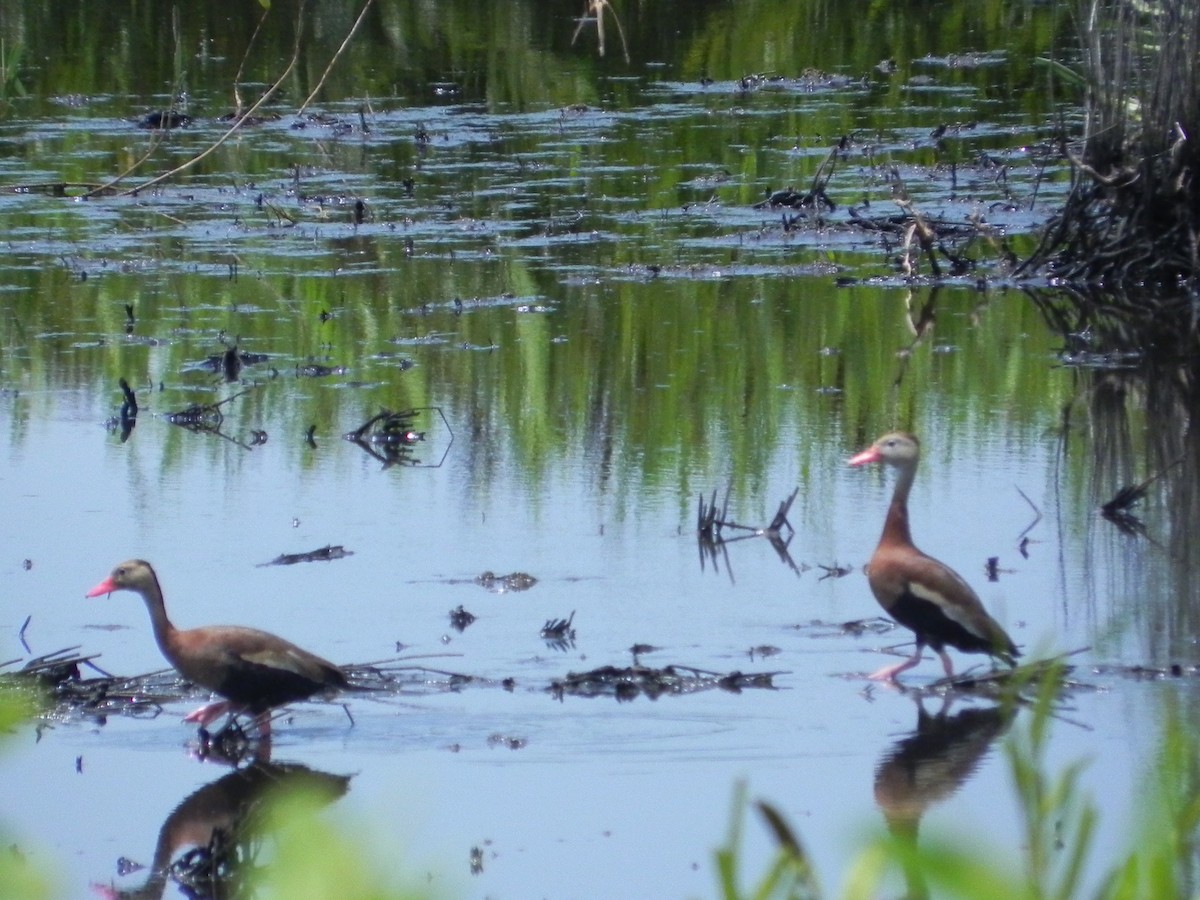 Black-bellied Whistling-Duck - ML458969681