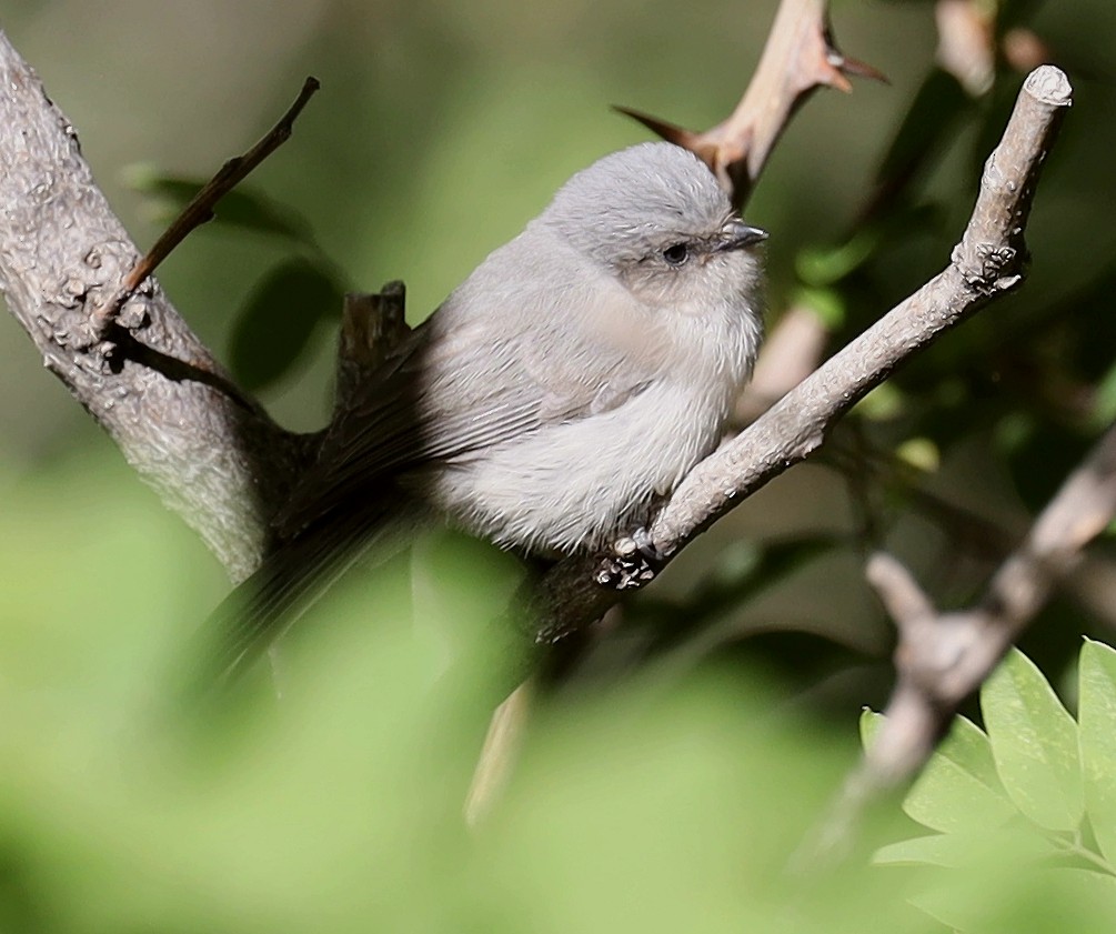 Bushtit - Steven Pitt