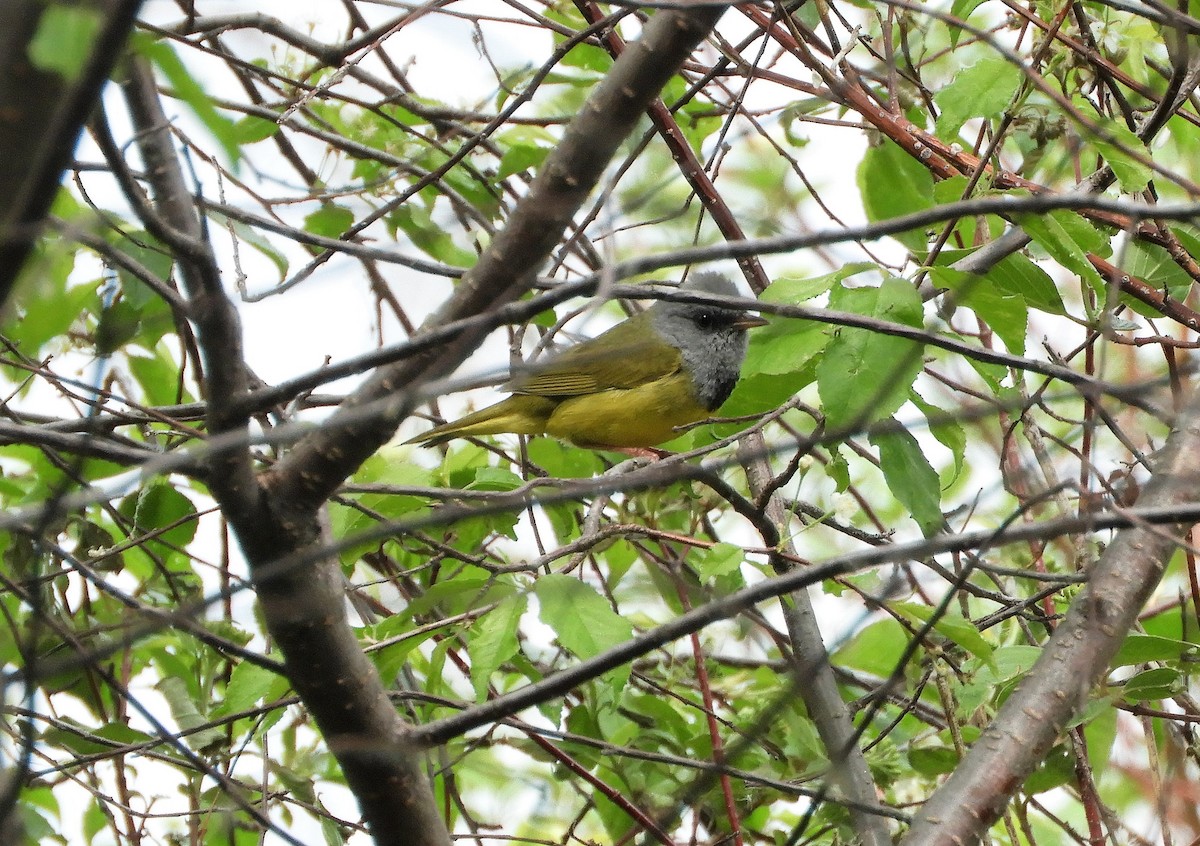 Mourning Warbler - ML458970161