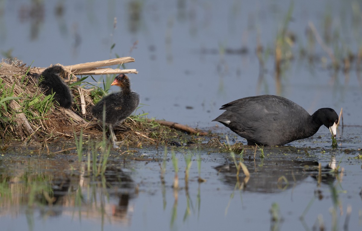 American Coot - ML458970921