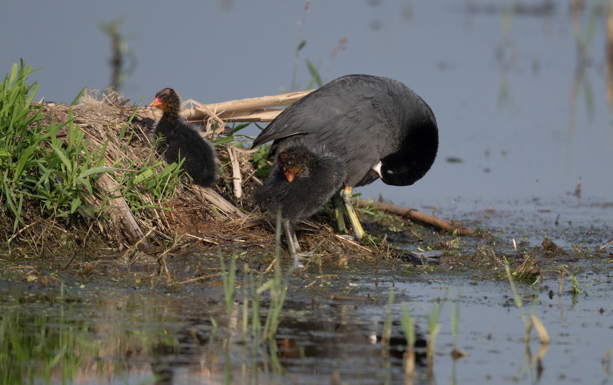 American Coot - ML458970941