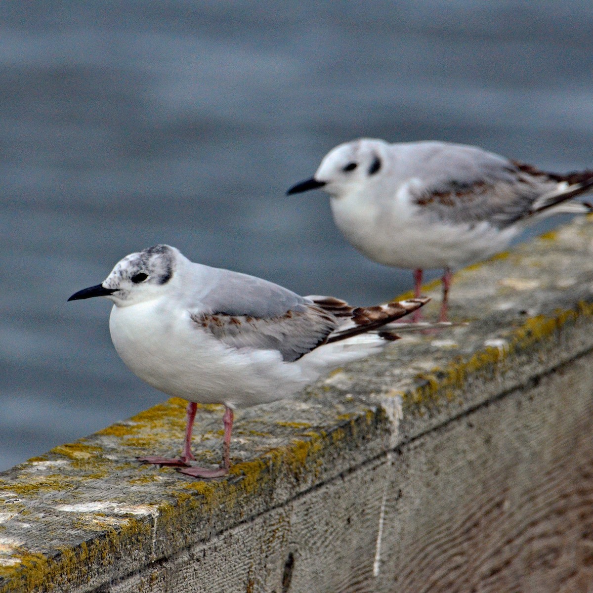 Bonaparte's Gull - David Hohmann