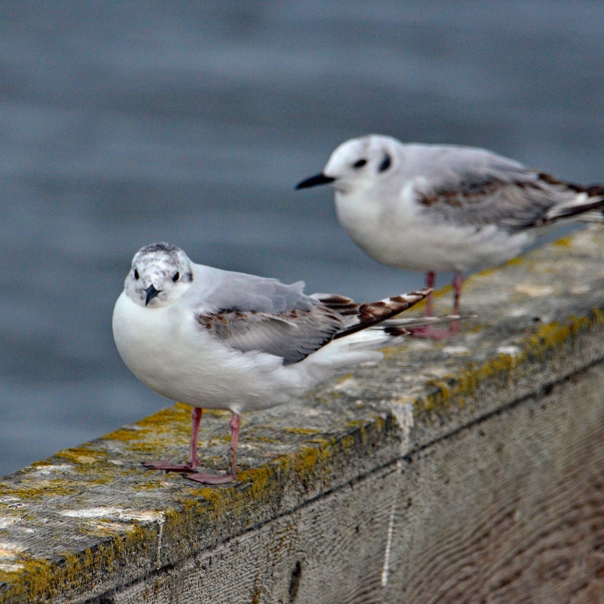 Bonaparte's Gull - David Hohmann