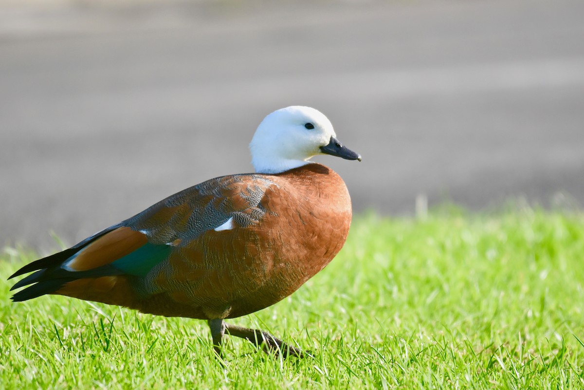 Paradise Shelduck - Fred Booker Malcolm