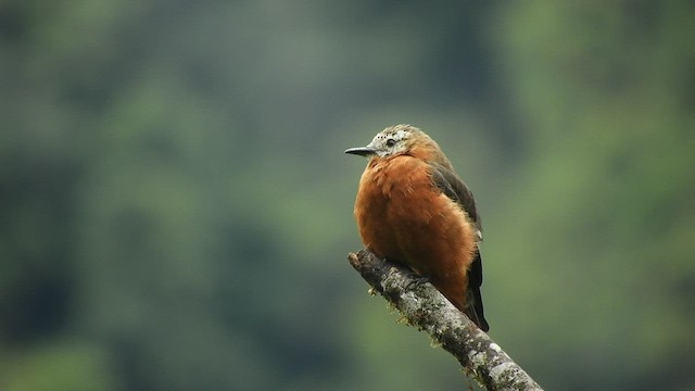 Cliff Flycatcher - ML458974581