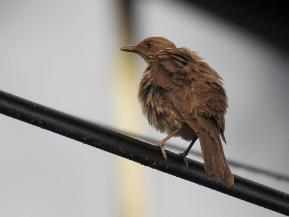 Black-billed Thrush - ML458974811