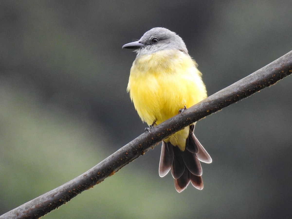 Tropical Kingbird - ML458975281