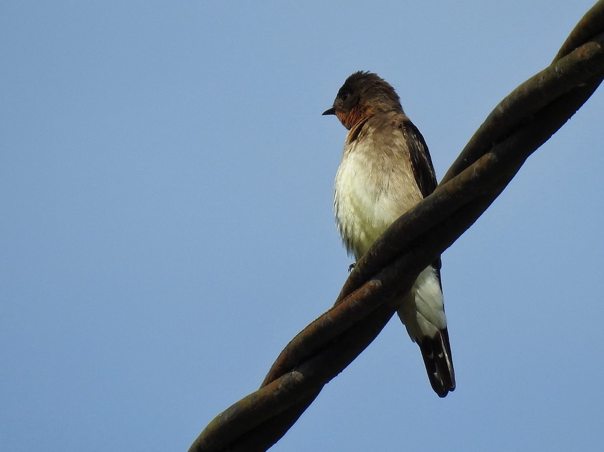 Golondrina Gorjirrufa - ML458975551