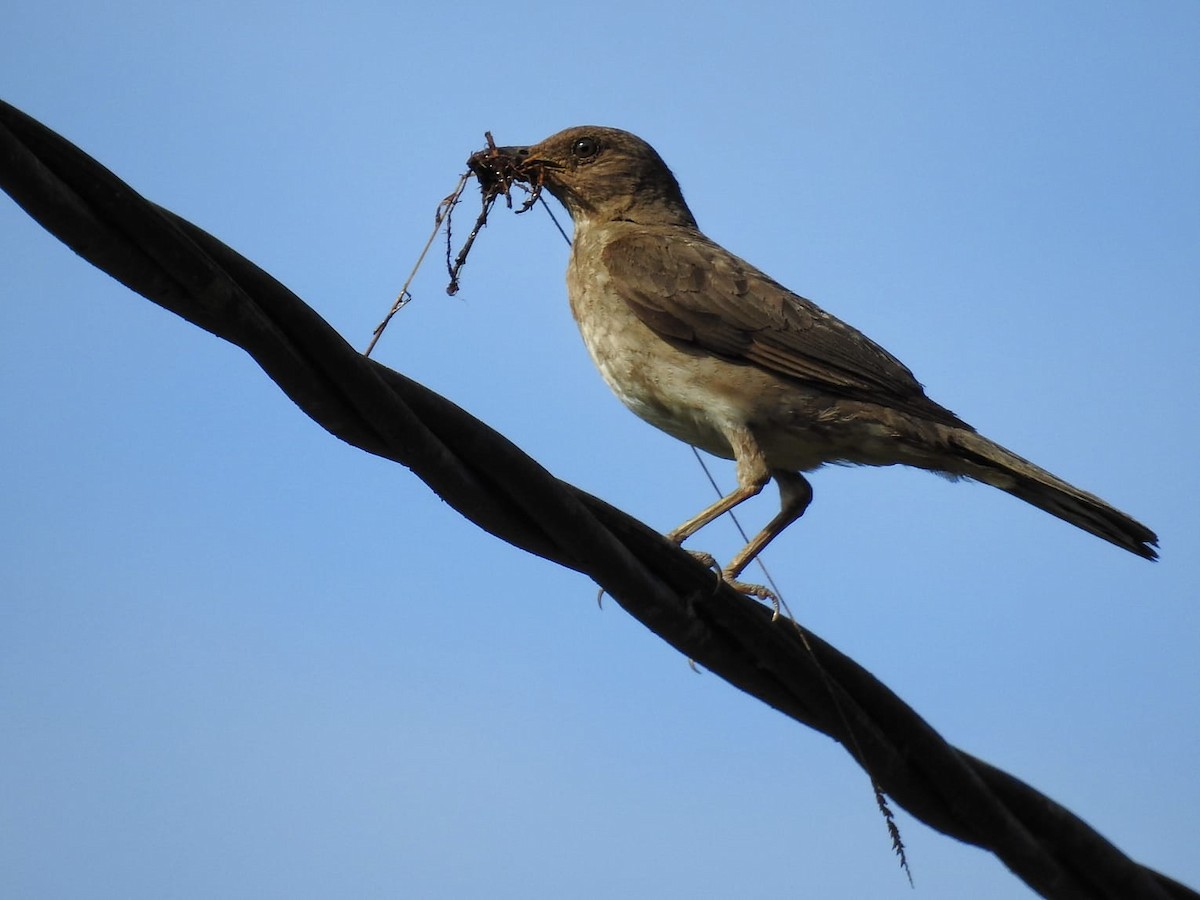 Black-billed Thrush - ML458975821