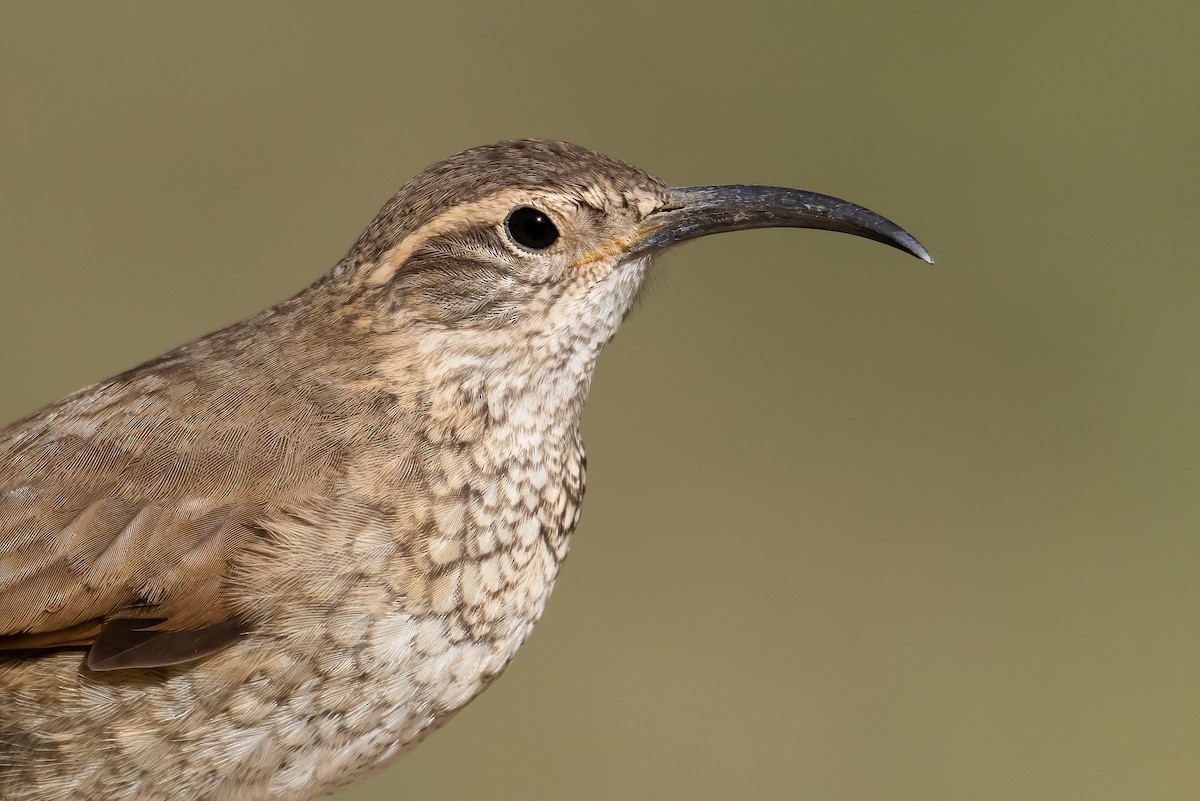 Scale-throated Earthcreeper - ML458975851