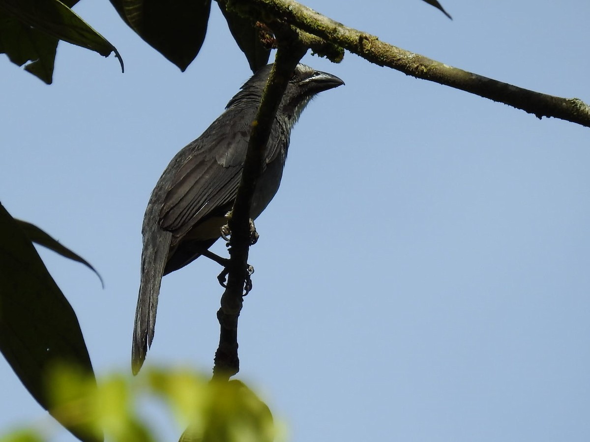 Buff-throated Saltator - ML458976371