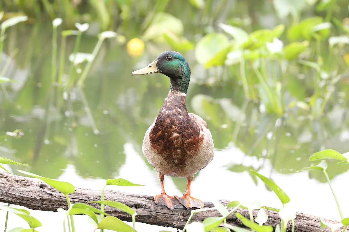 Зэрлэг нугас - ML458979071