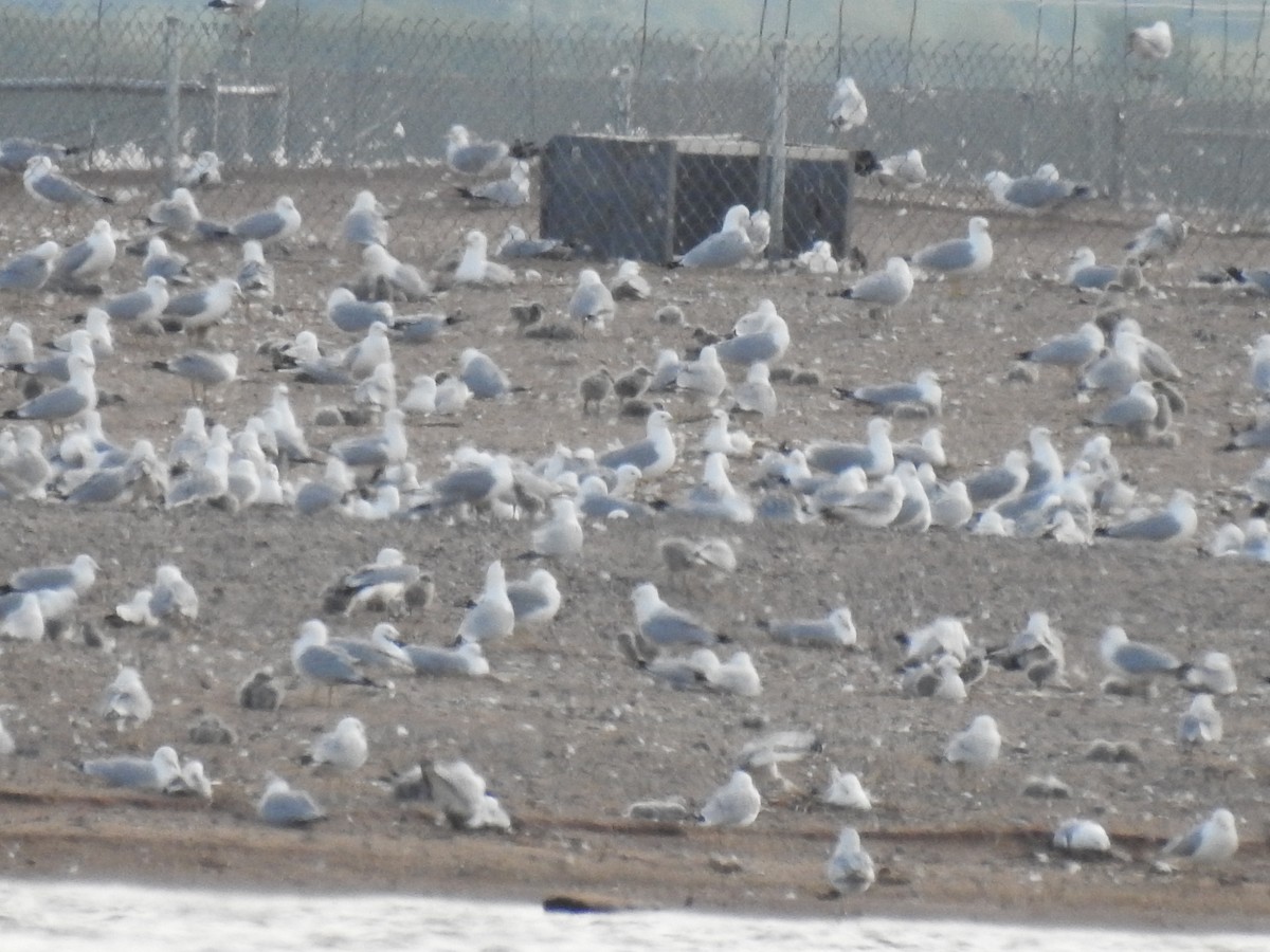 Ring-billed Gull - ML458979201