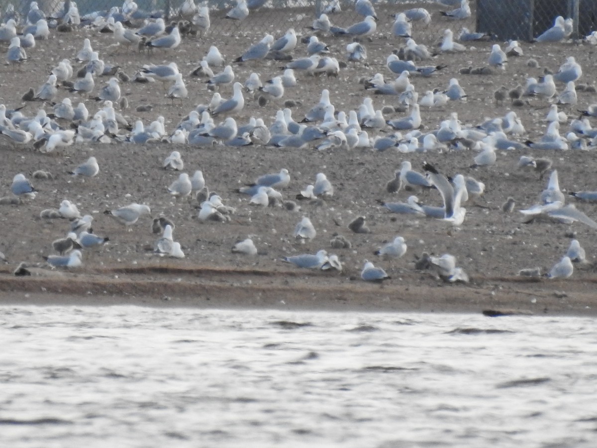 Ring-billed Gull - ML458979221