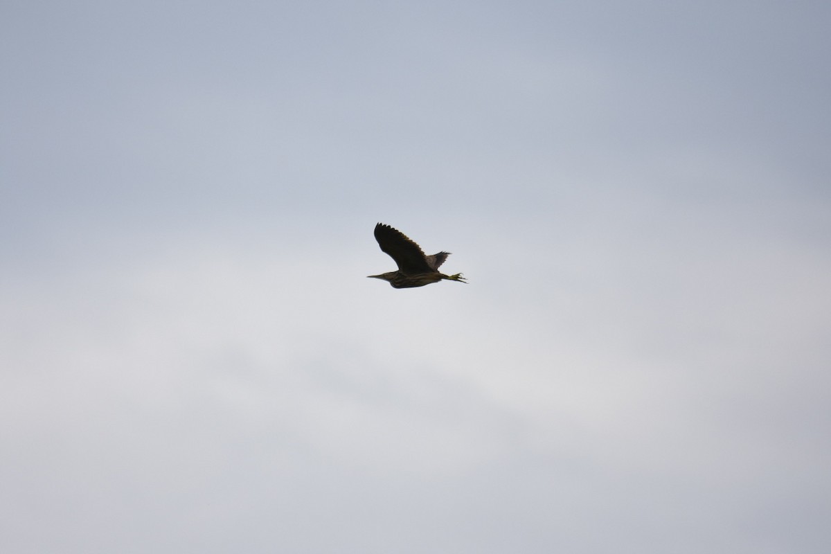 American Bittern - ML458980211