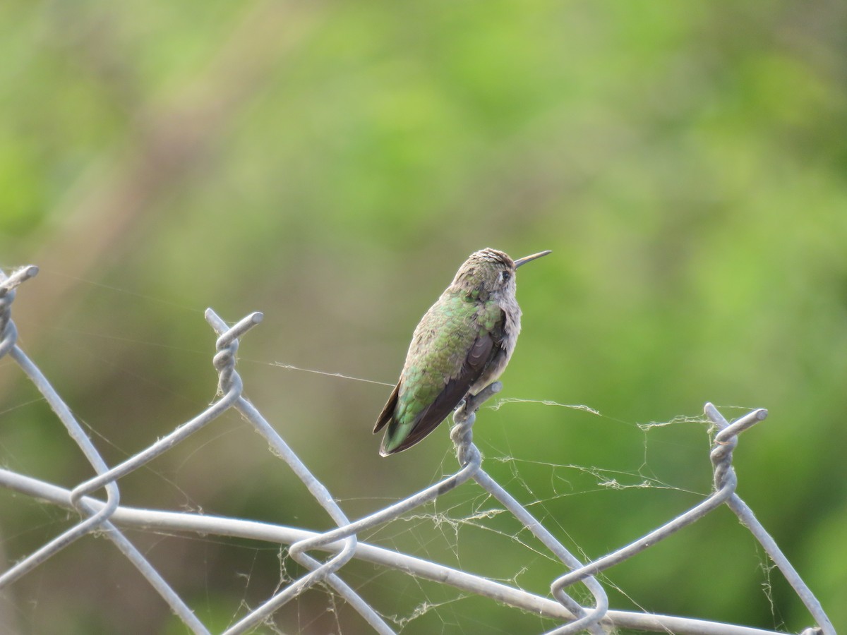 Anna's Hummingbird - ML458980531