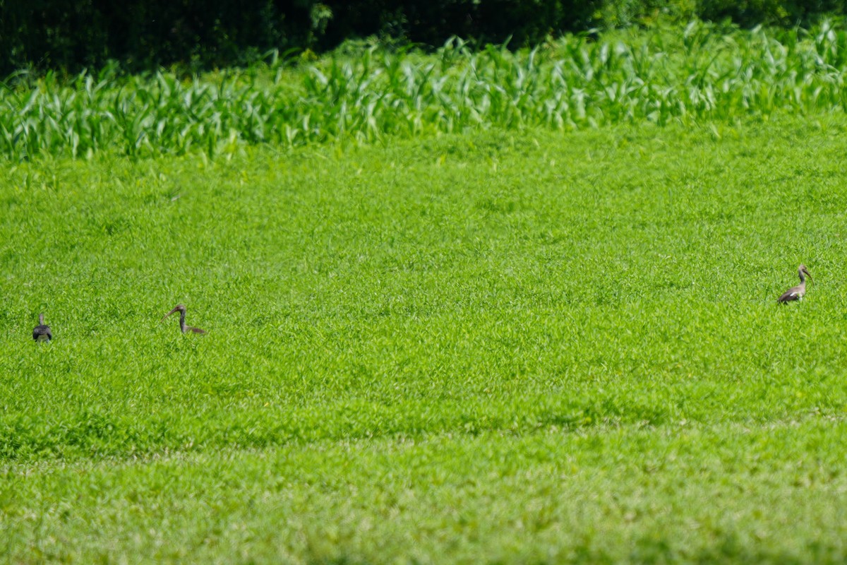 ibis bílý - ML458981611