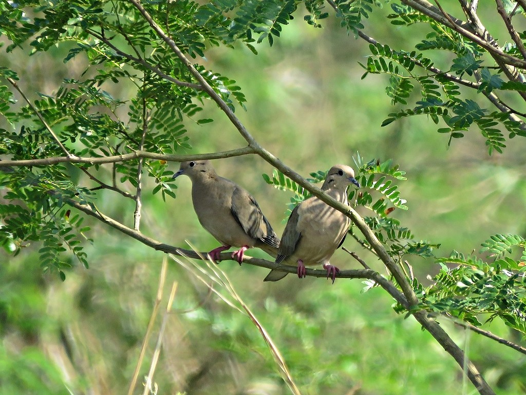 Eared Dove - ML458984941