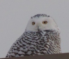 Snowy Owl - ML45898501