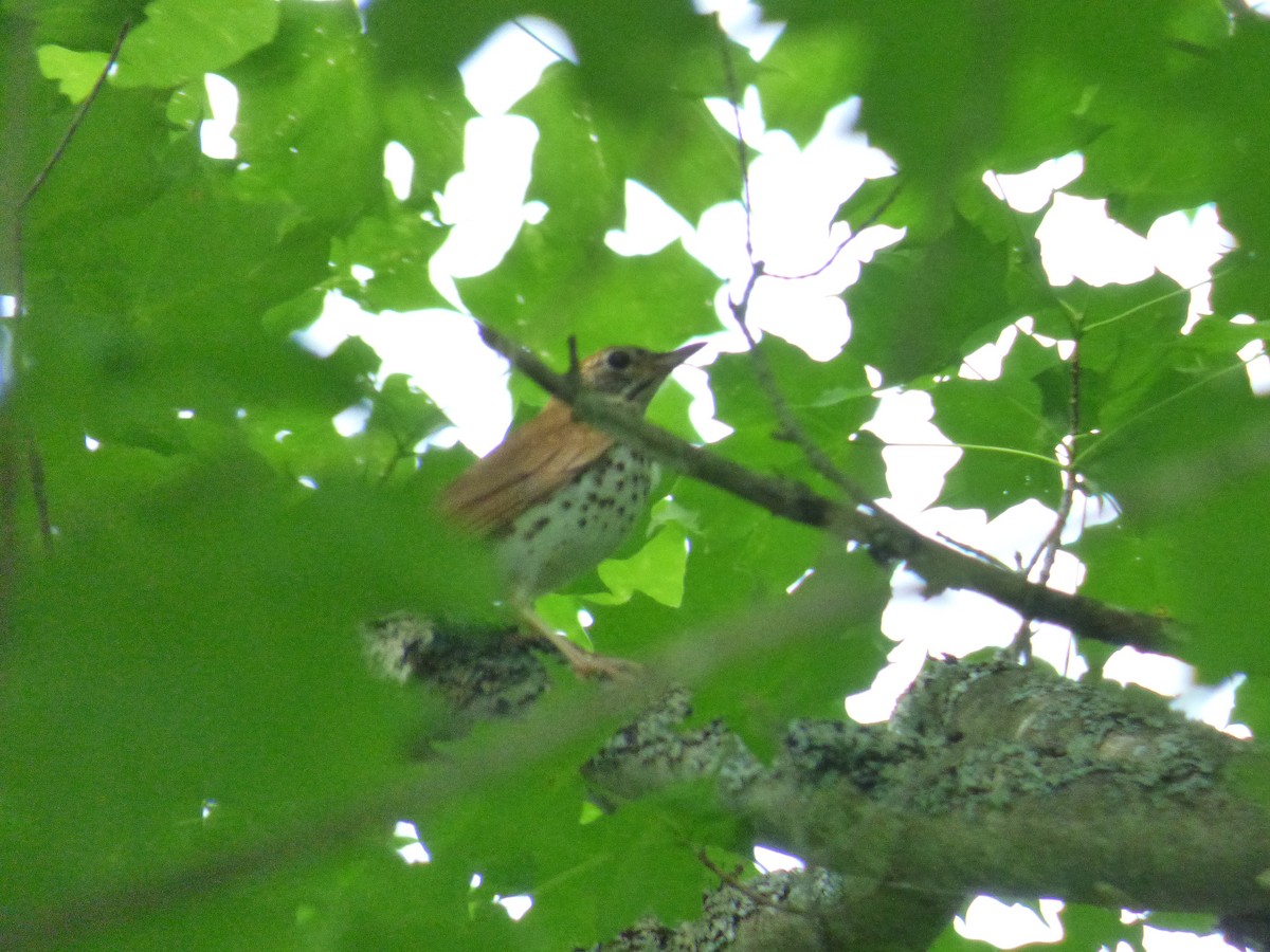 Wood Thrush - ML458985511