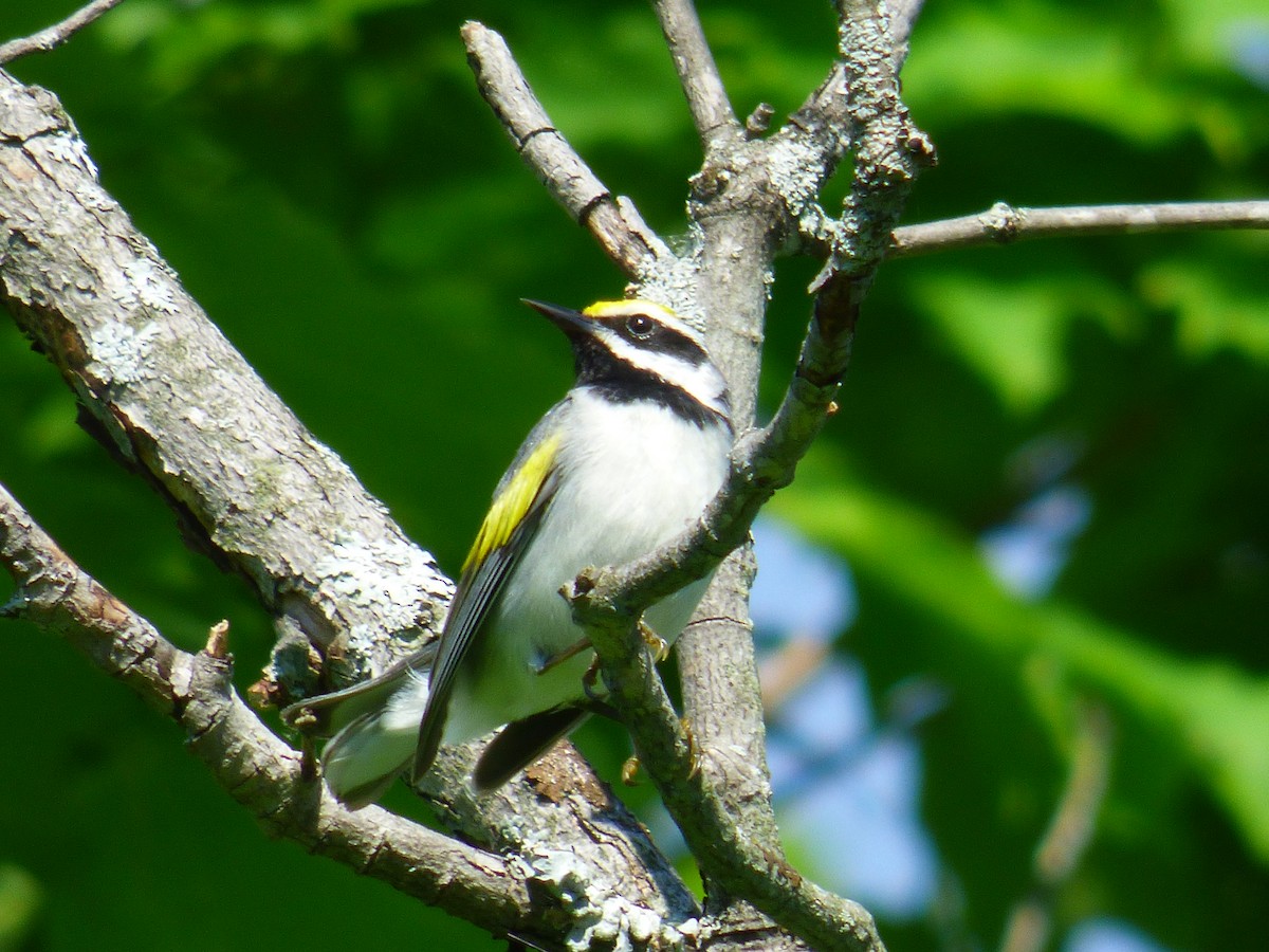 Golden-winged Warbler - ML458986111