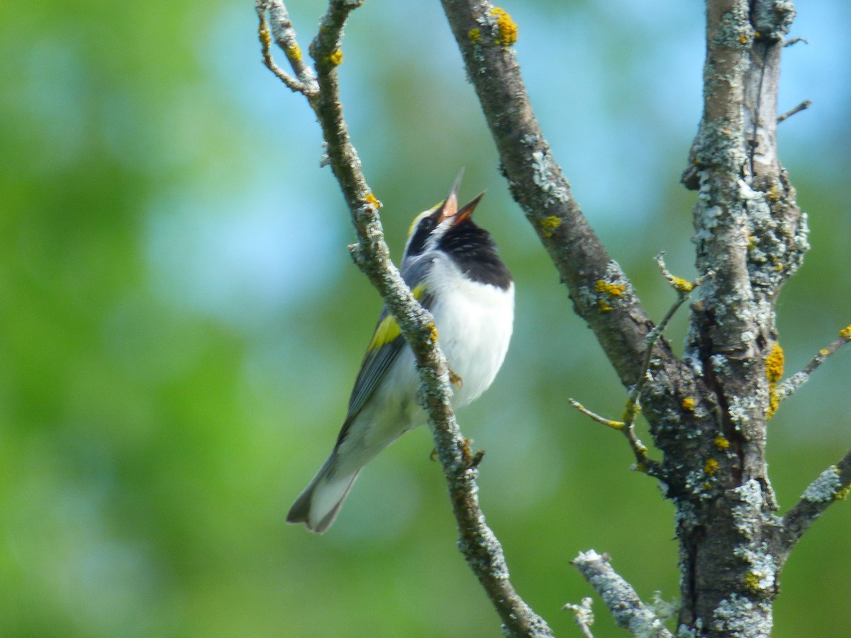 Golden-winged Warbler - ML458986211