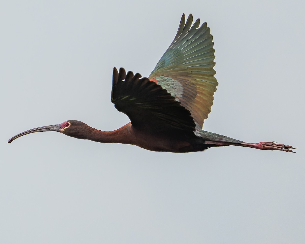 White-faced Ibis - ML458986681