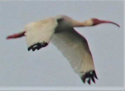 White Ibis - Marcelle Praetorius